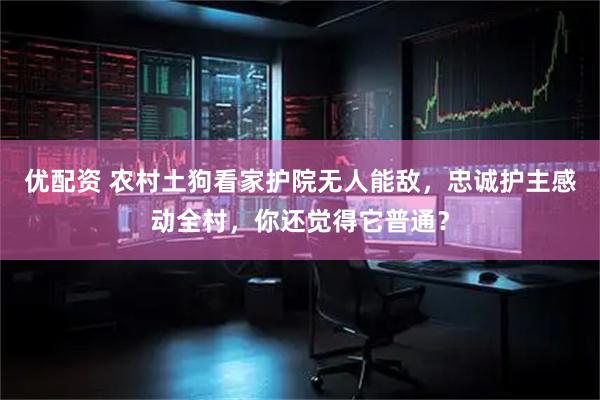 优配资 农村土狗看家护院无人能敌，忠诚护主感动全村，你还觉得它普通？