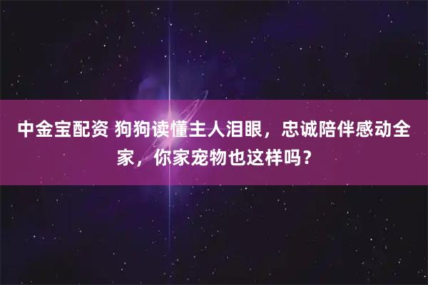中金宝配资 狗狗读懂主人泪眼，忠诚陪伴感动全家，你家宠物也这样吗？